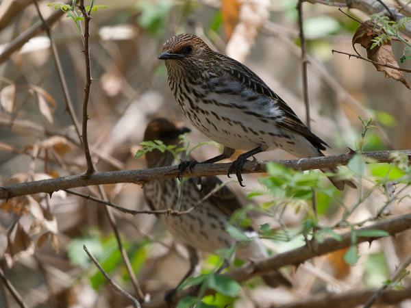 <h3><a href="/trips/tanzania/biota/animalia/chordata/aves/040 passeriformes/105 sturnidae/cinnyricinclus leucogaster/cinnyricinclus leucogaster-nl.html">Cinnyricinclus&nbsp;leucogaster</a> / Violet‑backed&nbsp;starling / Amethistspreeuw</h3>OM-1 Mark II met OLYMPUS M.150-400mm F4.5, 1/2000 sec  bij F4.5, ISO 1600, afstand 8.6&nbsp;m